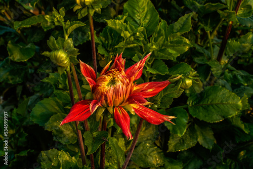 Show n Tell dahlia flower beginning to bloom in an outdoor garden space. © Kathy