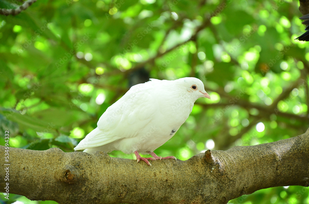 A white dove on a branch A white dove on a branch