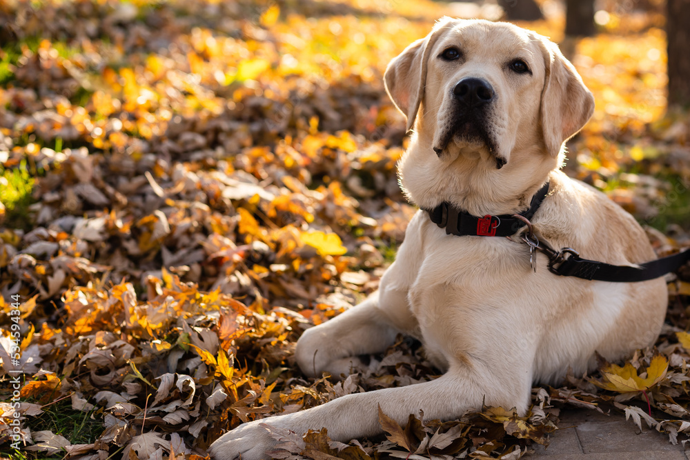 A golden labrador is sitting near a store on the street waiting for the owner. Tied by a dog leash to the railing. The dog looks into the distance