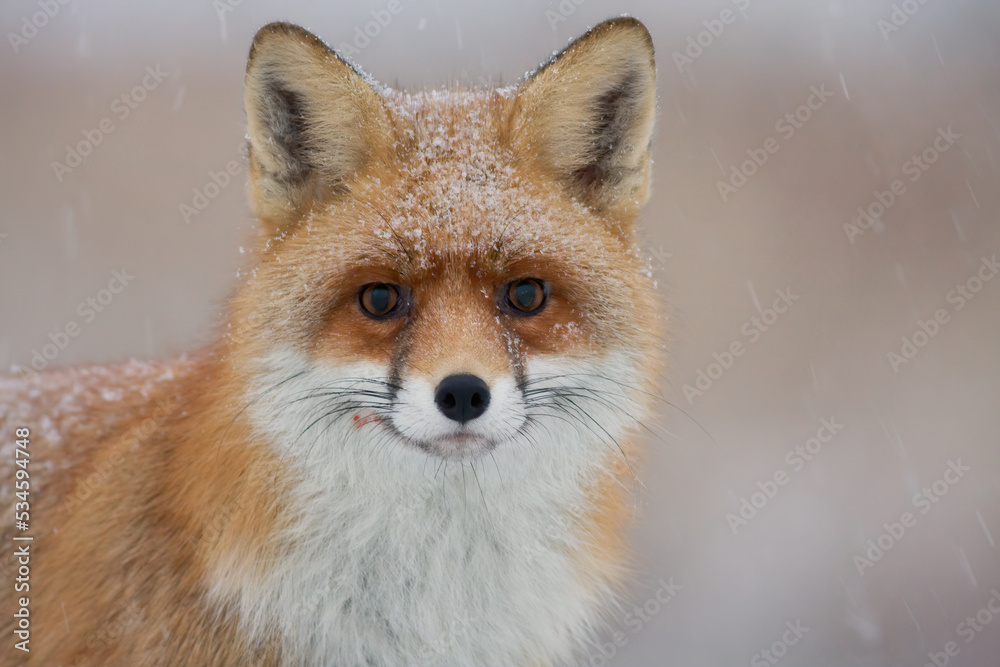 Portrait of red fox, vulpes vulpes, looking to the camera in winter. Flurry mammal watching in snowing in close up. Orange animal staring in snowstorm in detail. Portrait of red fox, vulpes vulpes, looking to the camera in winter. Flurry mammal watching in snowing in close up. Orange animal staring in snowstorm in detail.