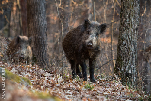Two wild boar, sus scrofa, looking to the camera in forest in autumn. Pair of brown mammals standing on foliage in fall. Couple of wild swines watching in woodland.