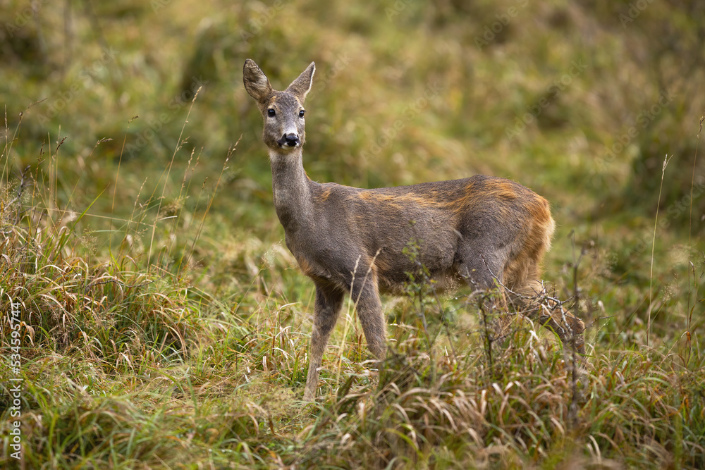 Female roe deer, capreolus capreolus, observing on grassland in fall nature. Alert doe moving on meadow in autumn. Brown mammal walking on field from side. Female roe deer, capreolus capreolus, observing on grassland in fall nature. Alert doe moving on meadow in autumn. Brown mammal walking on field from side.