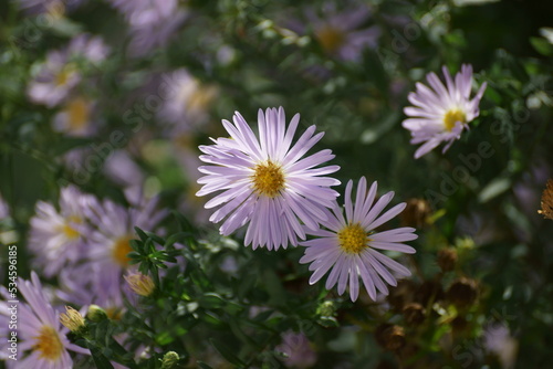 daisy flower