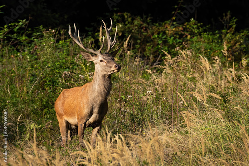 Red deer, cervus elaphus, standing in dense bush in autumn sunlight. Stag looking on grassland in fall environment. Antlered mammal watching on field.