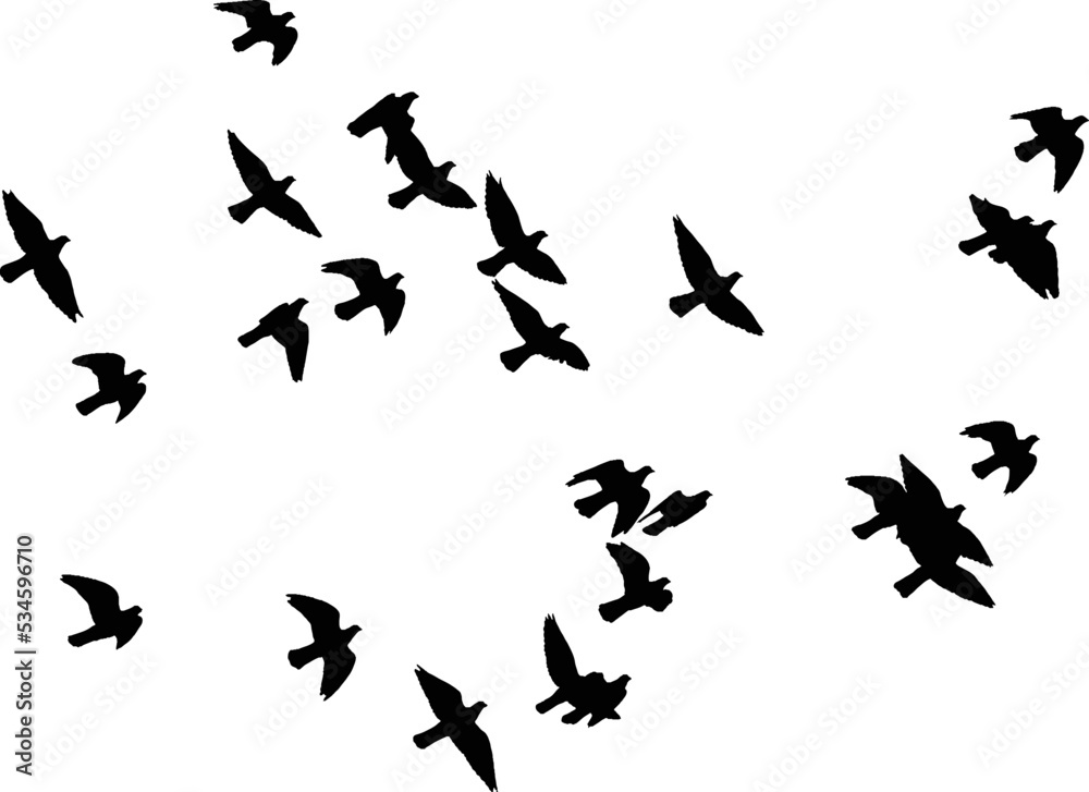 Naklejka premium Flying birds silhouette on white background. Vector illustration. isolated bird flying.