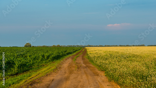 Dirt road between corn and buckwheat fields.