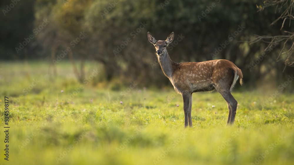 Young red deer, cervus elaphus, standing on green meadow in summer sunlit. juvenile hind looking to the camera on field in sunlight. Female spotted mammal observing on glade.
