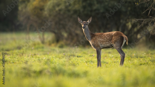 Young red deer, cervus elaphus, standing on green meadow in summer sunlit. juvenile hind looking to the camera on field in sunlight. Female spotted mammal observing on glade.