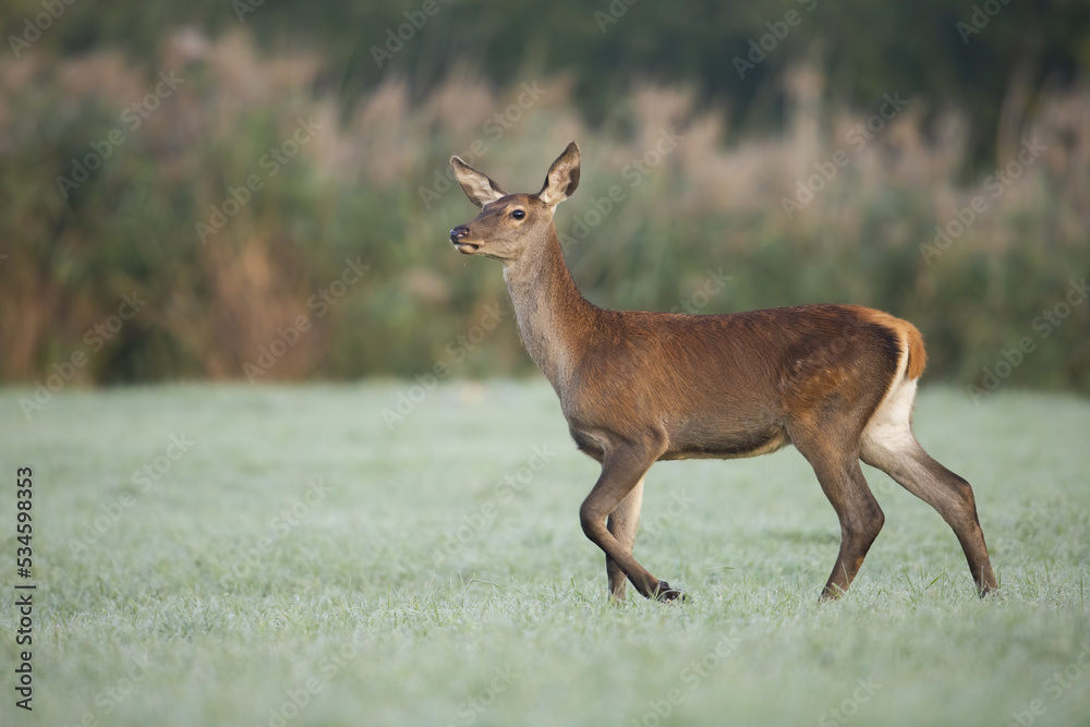 Red deer, cervus elaphus, walking on green grassland in autumn nature. Female mammal moving on field in fall. Calm hind observing on pasture from side. Red deer, cervus elaphus, walking on green grassland in autumn nature. Female mammal moving on field in fall. Calm hind observing on pasture from side.