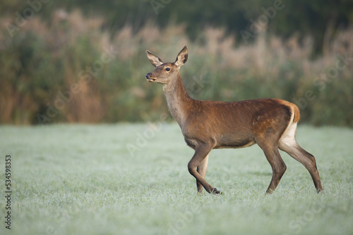 Red deer  cervus elaphus  walking on green grassland in autumn nature. Female mammal moving on field in fall. Calm hind observing on pasture from side.