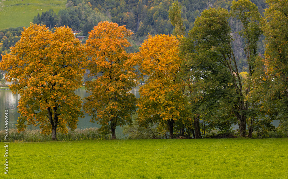Fototapeta premium Herbstliche Laubbäume.