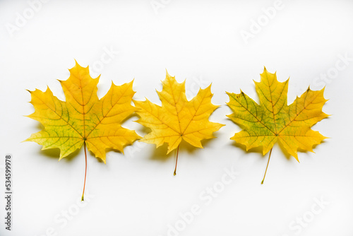 Yellow and green maple leaves on a white background close-up. Herbarium leaves. Beautiful maple leaves in autumn.