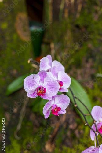 Orchid flower in a pot stands on the trunk of a tree