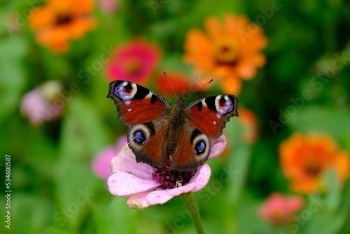 Butterfly Aglais io (European peacock is sitting on pink flower of   Common Zinnia (Zinnia elegans) in beautiful colorful garden, full of zinnias.