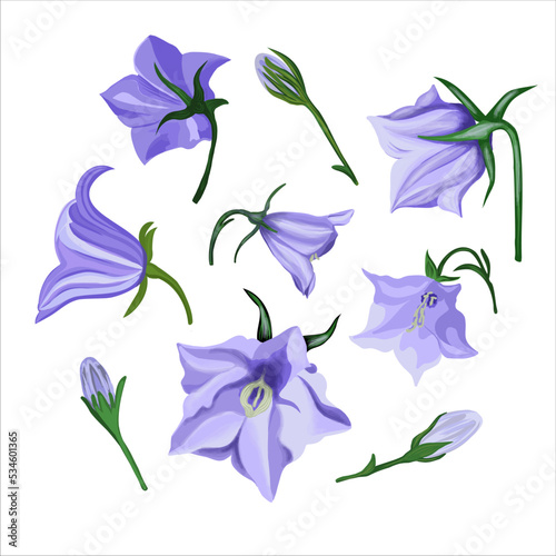 Blue bell flowers. Isolated blue flowers on a white background. Vector illustration
