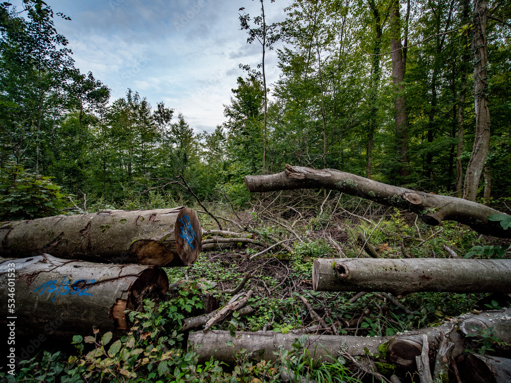Frisch gefällte Bäume im Mischwald Frisch gefällte Bäume im Mischwald