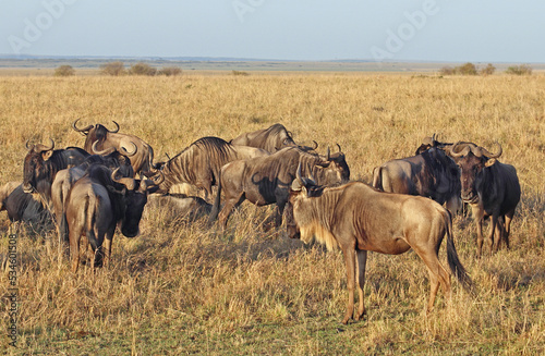 African wildebeest (Connochaetes) in the savanna © ElenKa