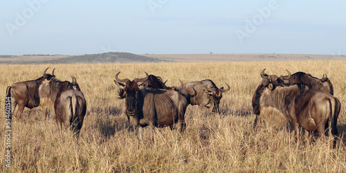 African wildebeest (Connochaetes) in the savanna
