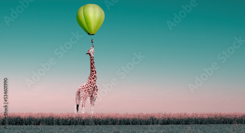 Photography giraffe under a hot air balloon