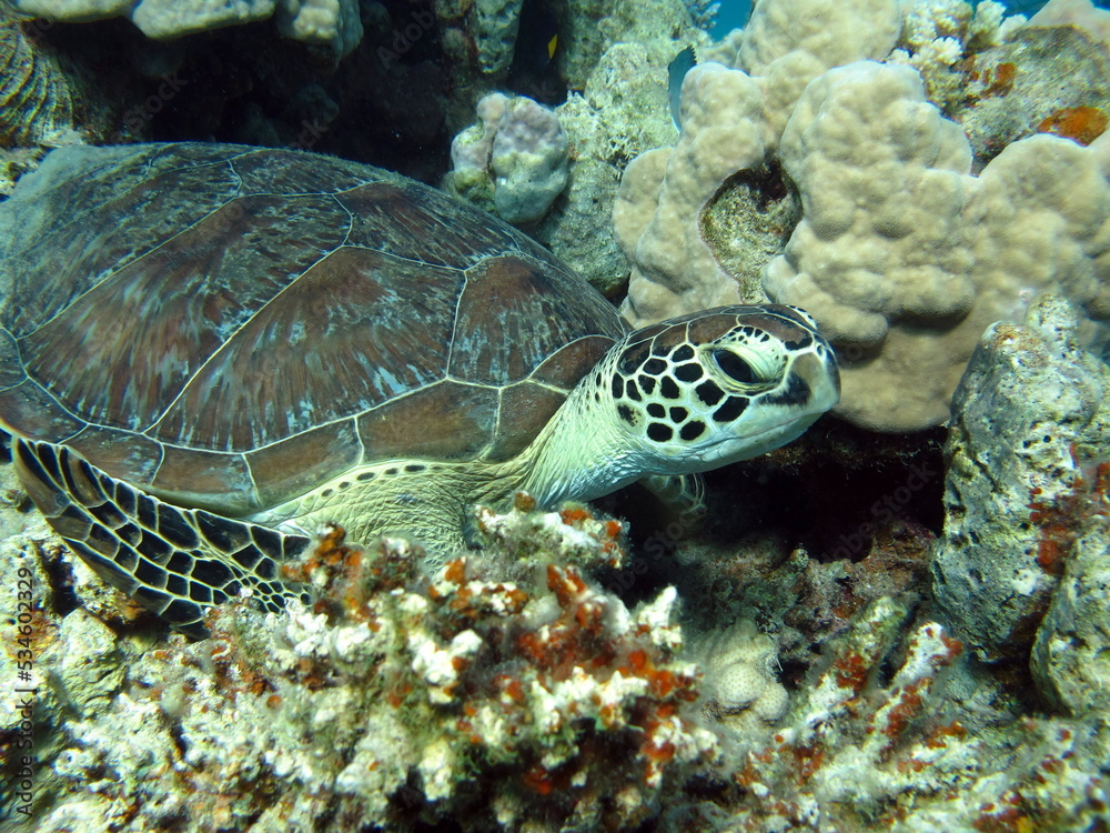 Big Green turtle on the reefs of the Red Sea. Big Green turtle on the reefs of the Red Sea.