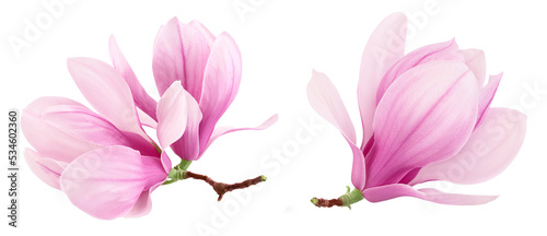 Pink magnolia flower isolated on white background with full depth of field