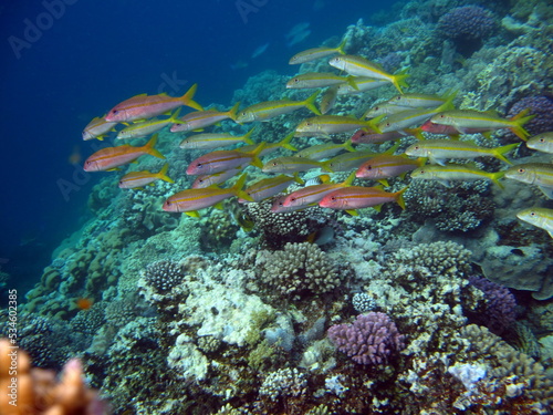 Fototapeta Naklejka Na Ścianę i Meble -  Colorful tropical fish on a coral reef, amazingly beautiful fairy world. In the coral gardens of the Red Sea.