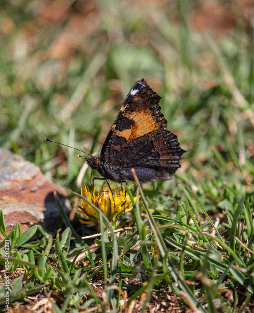 Fototapeta premium Butterfly