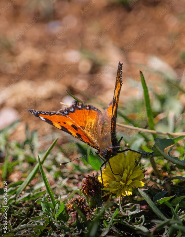 Obraz premium Butterfly