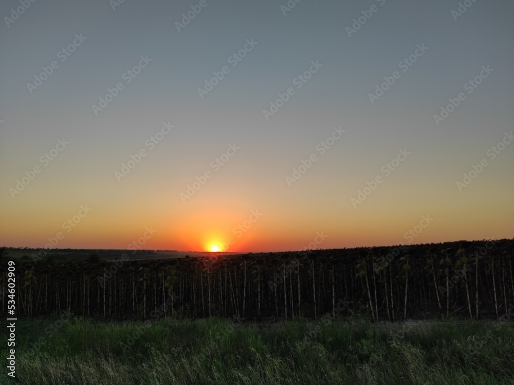 sunset over the field of sunflowers sunset over the field of sunflowers