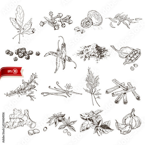 Hand drawn organic herbs and spices isolated on white background. Vector sketch cooking set for poster, web design, banner, card, flyer, icon, logo or badge.