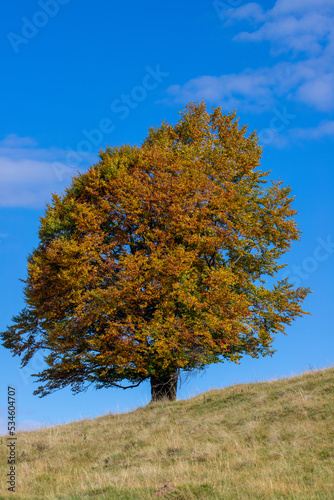 An isolated yellowed tree on a slope