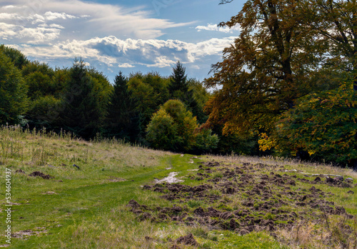 A field dug by wild boars