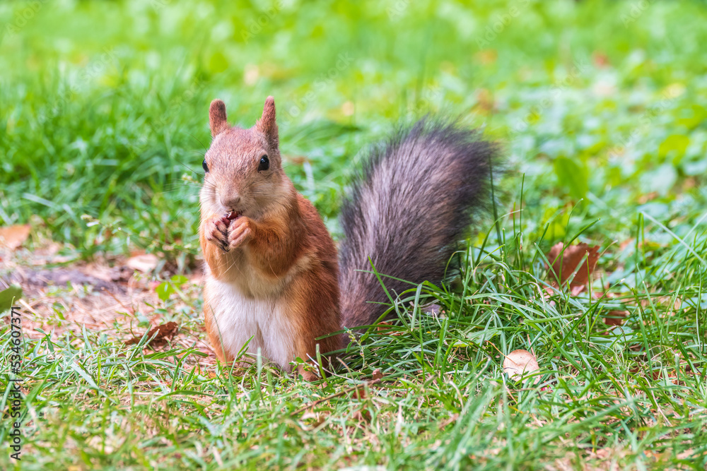 Autumn squirrel with nut sits on green grass with fallen yellow leaves Autumn squirrel with nut sits on green grass with fallen yellow leaves