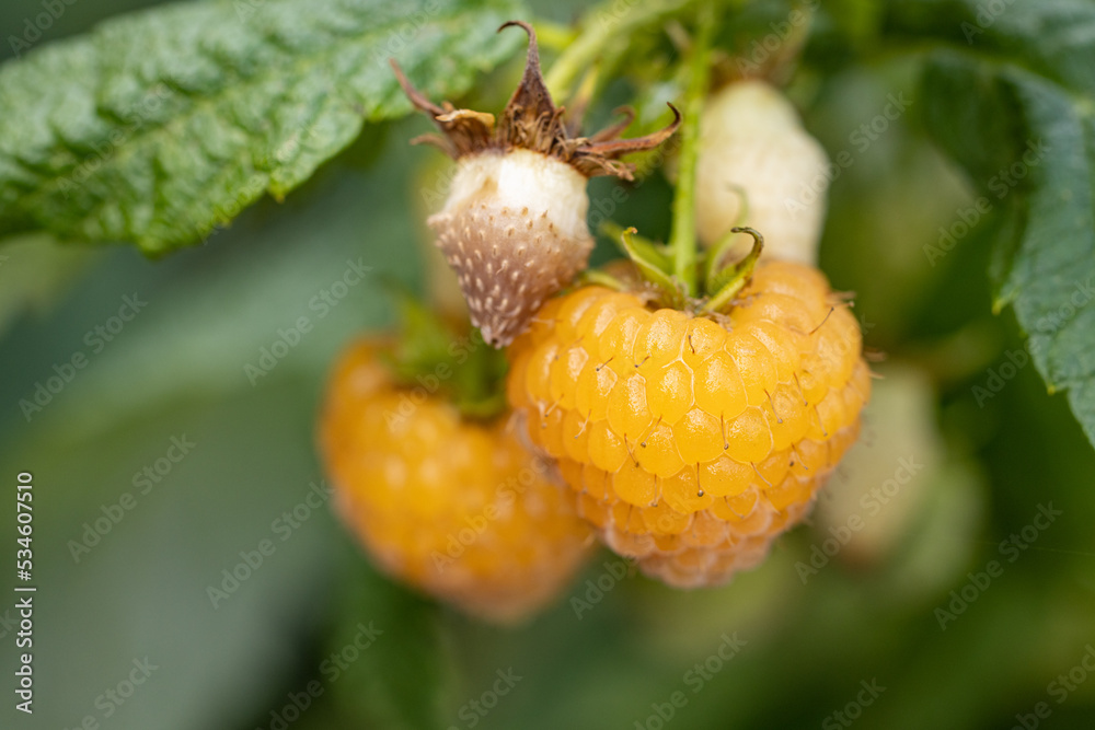 Agriculture background with new harvest of sweet fresh outdoor yellow ripe tasty raspberry, growing outside in soil Agriculture background with new harvest of sweet fresh outdoor yellow ripe tasty raspberry, growing outside in soil