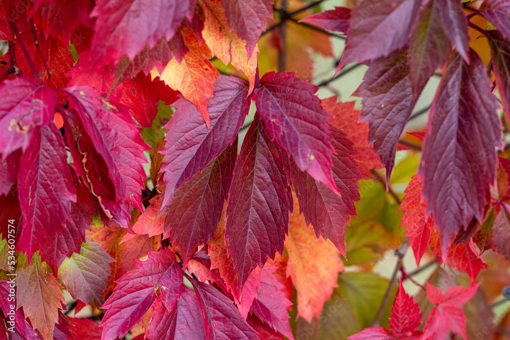 Colorful autumn virginia creeper, wild grape background close up. Colorful autumn virginia creeper, wild grape background close up.