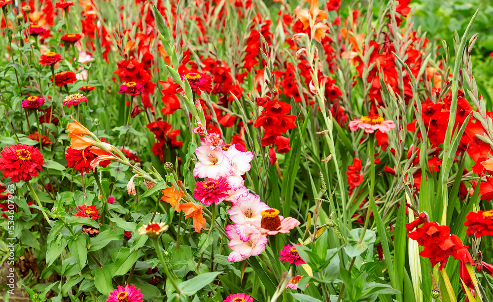 Obraz premium Blooming red and pink gladioli. Field of bright colors