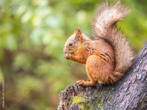 The squirrel with nut sits on tree in the autumn. Eurasian red squirrel  Sciurus vulgaris.