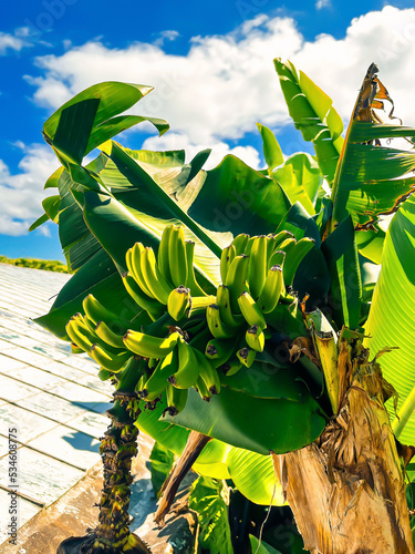 Unripe bananas on a tree against a cloudy sky. Bright sunny day on a banana plantation