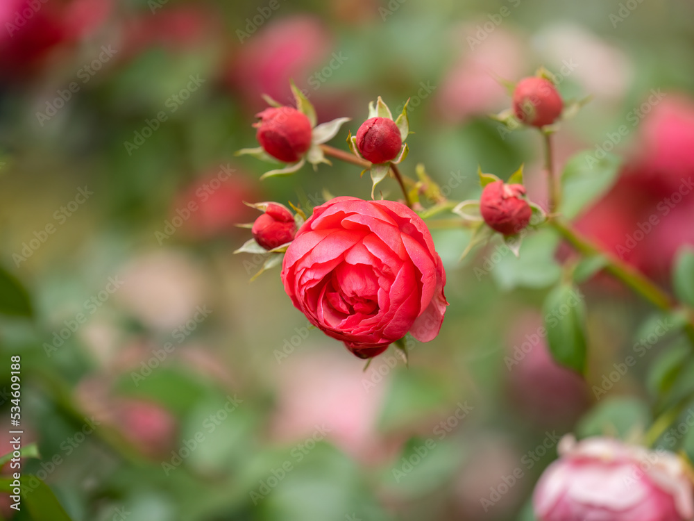 Beautiful red garden rose flower on a green blurred background Beautiful red garden rose flower on a green blurred background