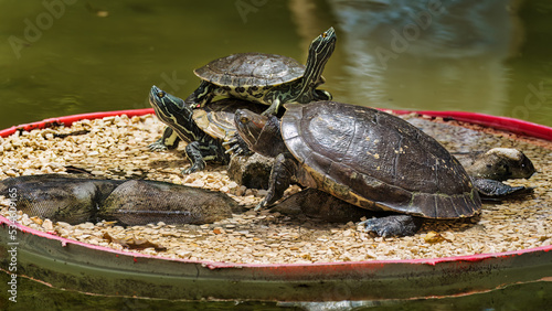 Tortugas en el zoologico