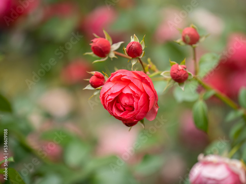 Beautiful red garden rose flower on a green blurred background