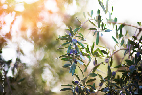 olive trees, olive branch, olives for oil.