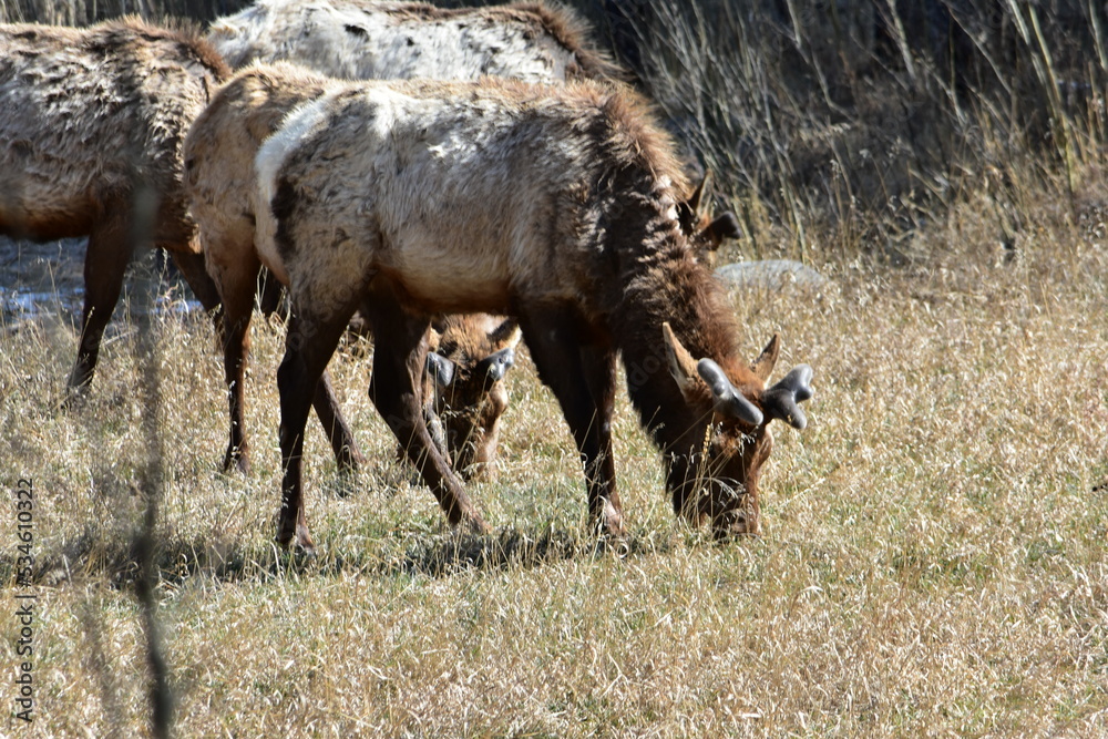 Fototapeta premium Caribou