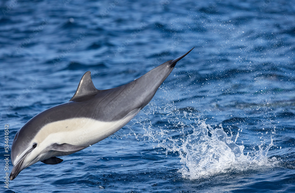 Fototapeta premium dolphin jumping 