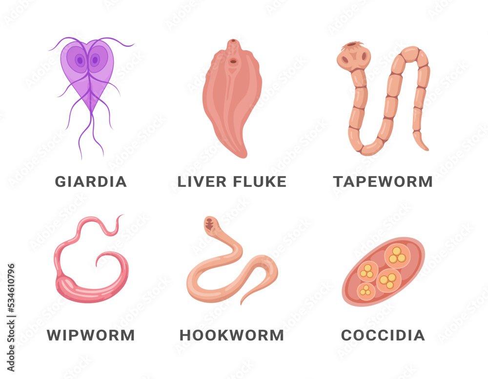 Human intestinal parasites set infographic scheme names vector flat medical internal infection