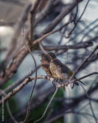 Tree little birds