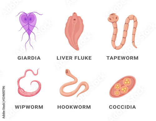 Human intestinal parasites set infographic scheme names vector flat medical internal infection photo