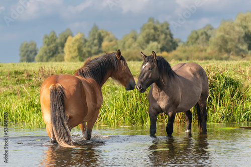 Horses standing in water by drinking. Photo from the Warta Mouth National Park in Poland.