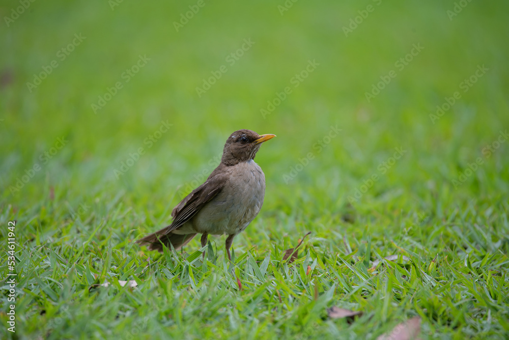 sabiá-poca (Turdus amaurochalinus) sabiá-poca (Turdus amaurochalinus)