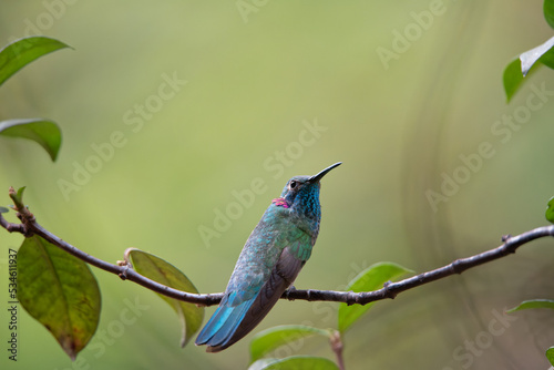 beija-flor-de-orelha-violeta (Colibri serrirostris) photo